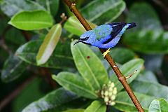 Shining Honeycreeper