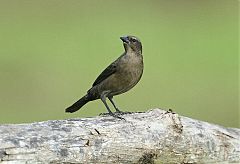 Shiny Cowbird