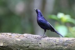 Shiny Cowbird