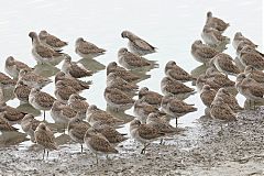 Short-billed Dowitcher