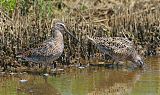 Short-billed Dowitcher