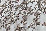 Short-billed Dowitcher