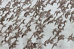 Short-billed Dowitcher