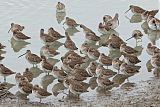 Short-billed Dowitcher