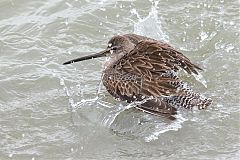 Short-billed Dowitcher