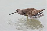 Short-billed Dowitcher