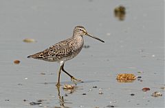 Short-billed Dowitcher