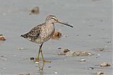 Short-billed Dowitcher