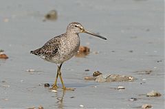 Short-billed Dowitcher