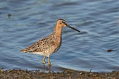 Short-billed Dowitcher