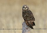 Short-eared Owlborder=