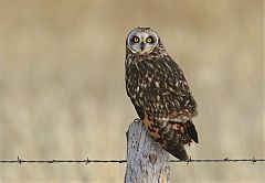 Short-eared Owl