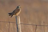 Short-eared Owlborder=