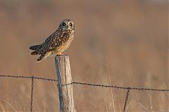 Short-eared Owl