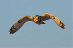 Short-eared Owl