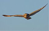 Short-eared Owl