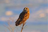 Short-eared Owl