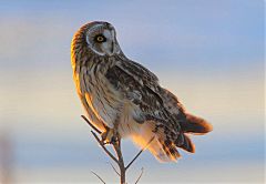 Short-eared Owl