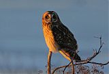 Short-eared Owlborder=