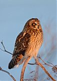 Short-eared Owlborder=