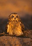 Short-eared Owl