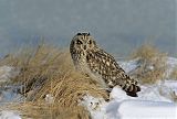 Short-eared Owlborder=