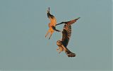 Short-eared Owl