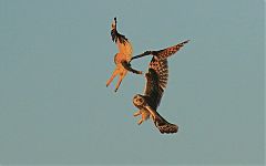 Short-eared Owl