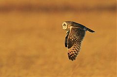 Short-eared Owl