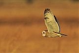 Short-eared Owlborder=