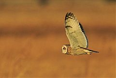 Short-eared Owl