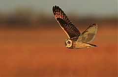 Short-eared Owl