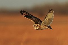 Short-eared Owl