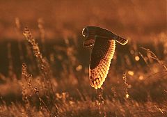 Short-eared Owl