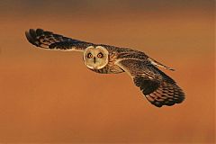 Short-eared Owl