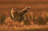 Short-eared Owlborder=