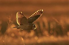 Short-eared Owl