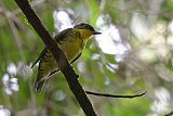 Shrike-like Cotinga