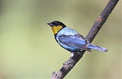 Silvery Tanager