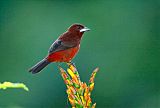 Silver-beaked Tanager