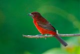 Silver-beaked Tanager