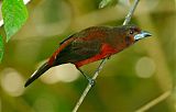 Silver-beaked Tanager