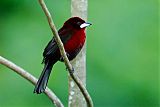 Silver-beaked Tanager