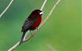 Silver-beaked Tanager