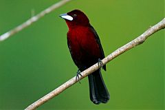 Silver-beaked Tanager