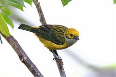 Silver-throated Tanager