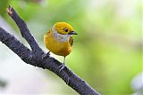 Silver-throated Tanager