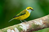 Silver-throated Tanager