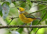 Silver-throated Tanager