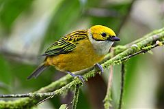 Silver-throated Tanager